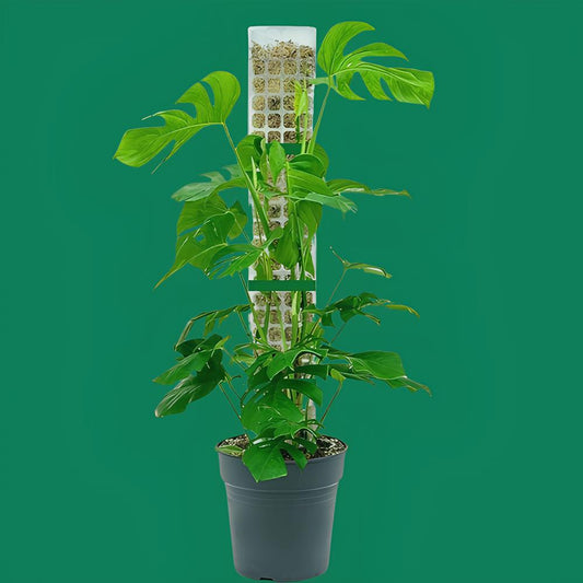 ClimbPro™ climbing plant support system displaying a healthy monstera plant in a pot.