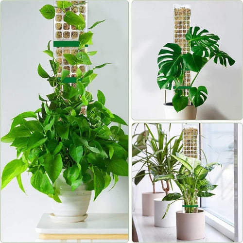 Climbing plant support system featuring lush green plants and the ClimbPro™ support for better growth.